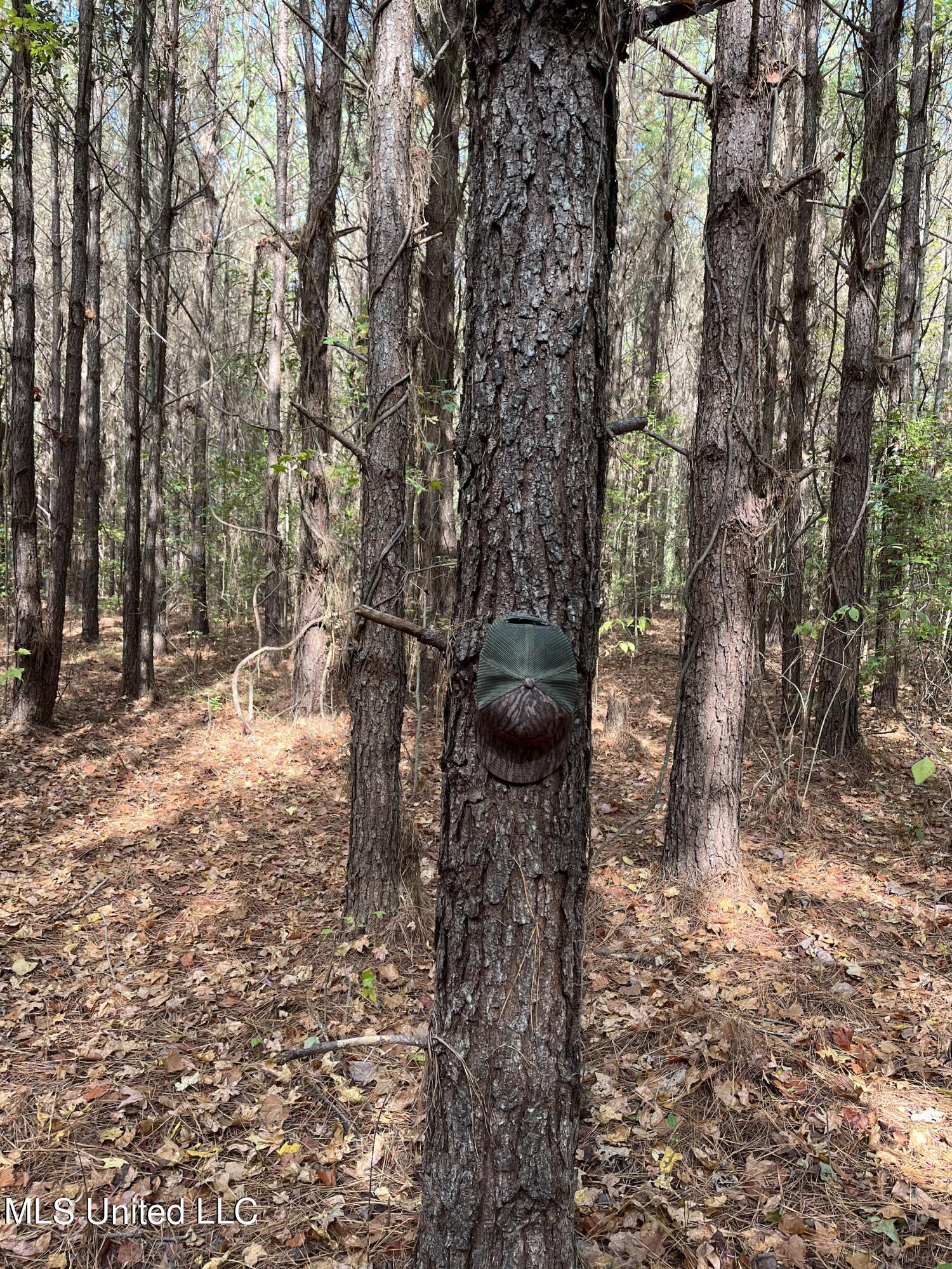51 Rd Pickens Ms 39146 Pickens, MS 39146 - Photo 8 of 10 hat