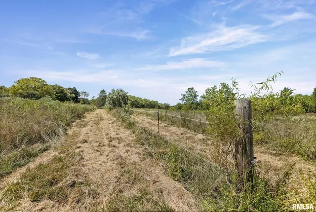 a view of a forest with lots of trees