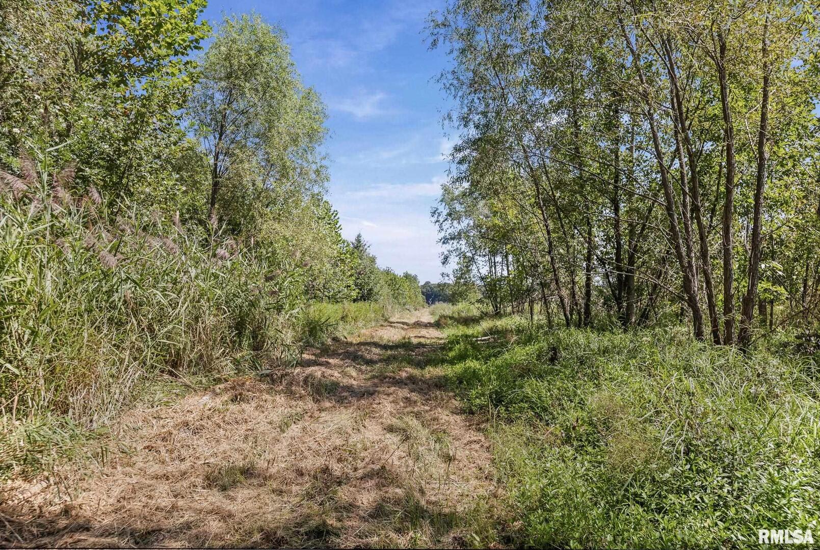 520 Deerfield Road Walnut Hill, IL 62893 - Photo 26 of 85 a view of a lush green forest