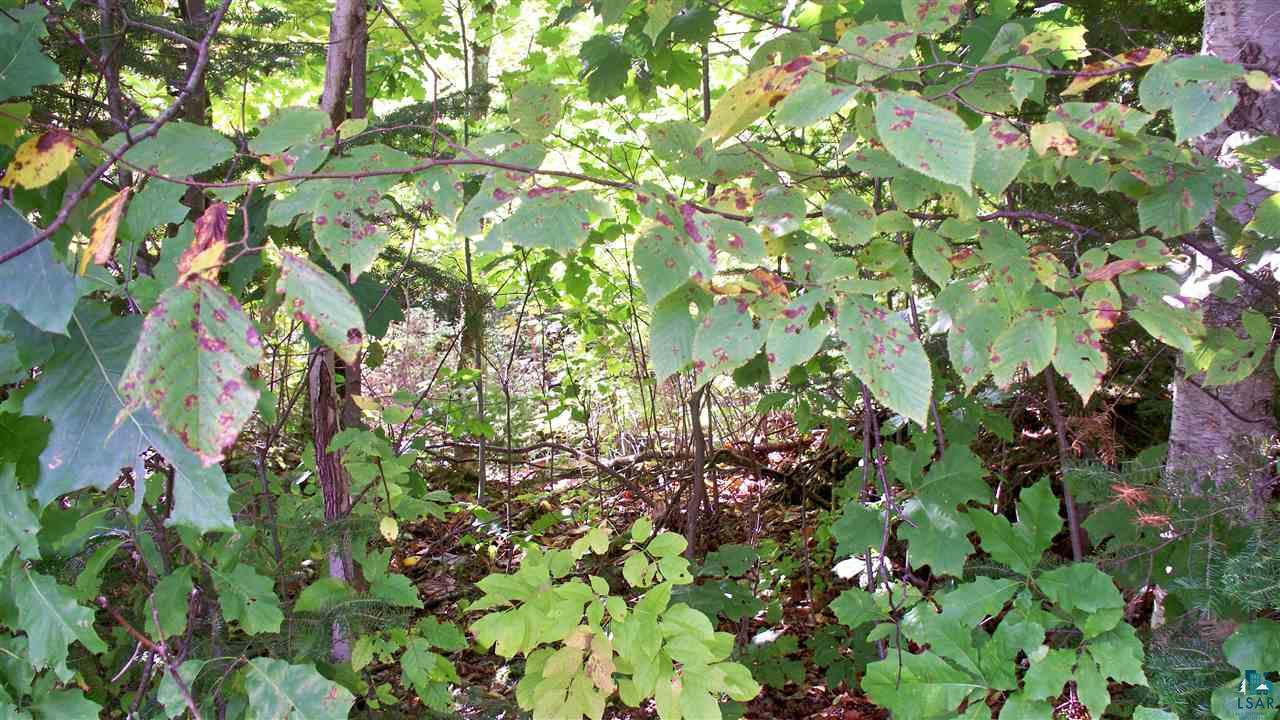 Xxxx South Ahola Road Maple, WI 54854 - Photo 7 of 22