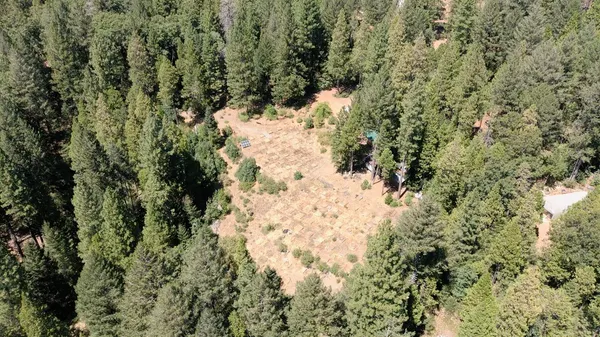 a view of a yard covered with trees