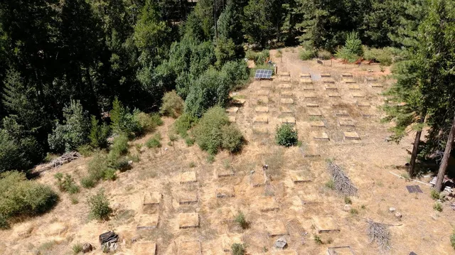 a view of a yard with trees