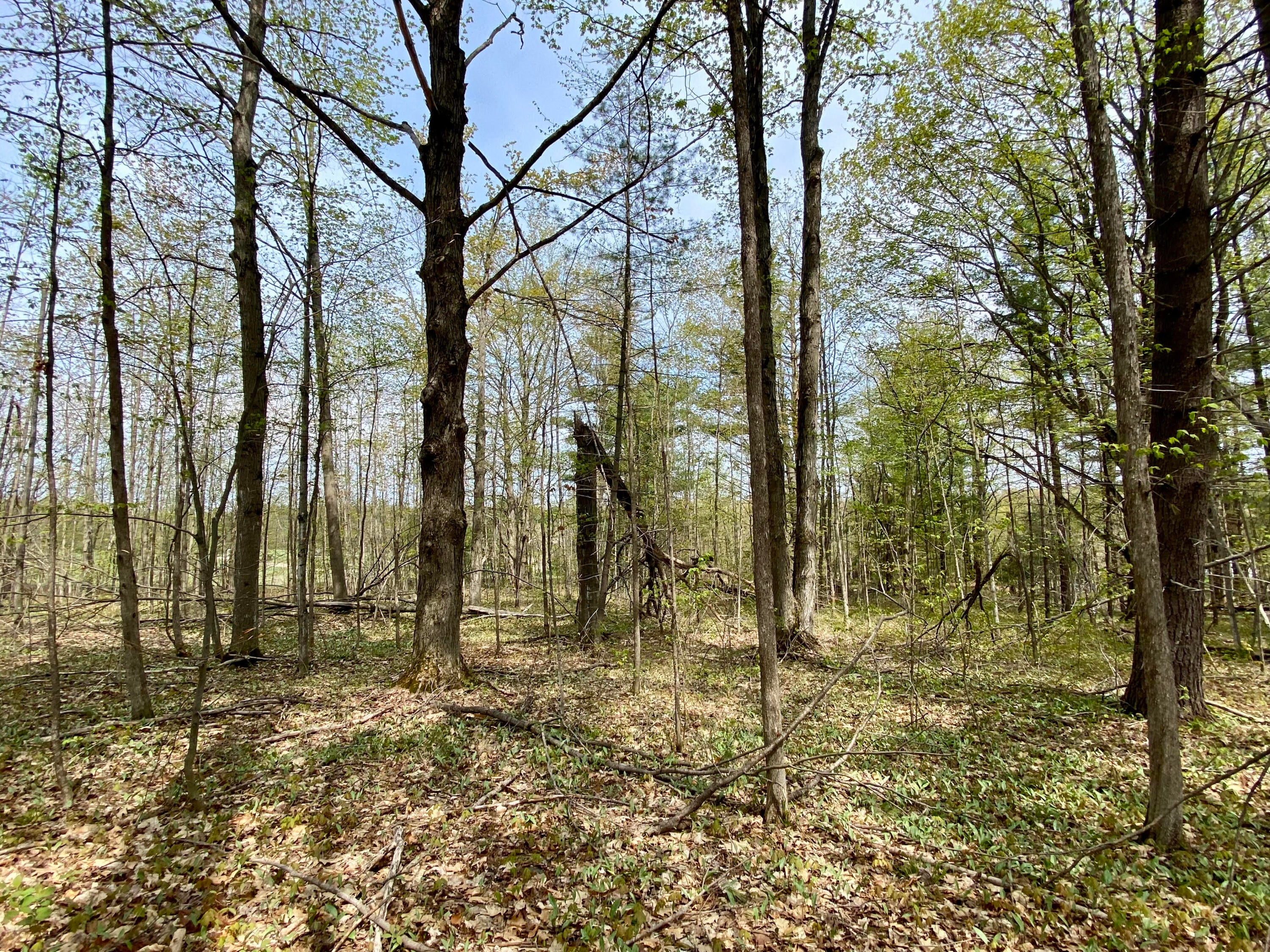 9.49-ac Hayes Tower Road Gaylord, MI 49735 - Photo 12 of 16 8