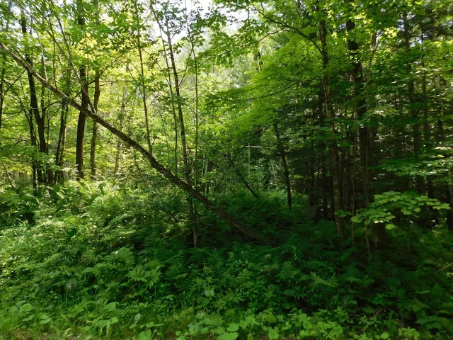 $219,900 | 0 Amidon Road, Montgomery Center, VT 05471