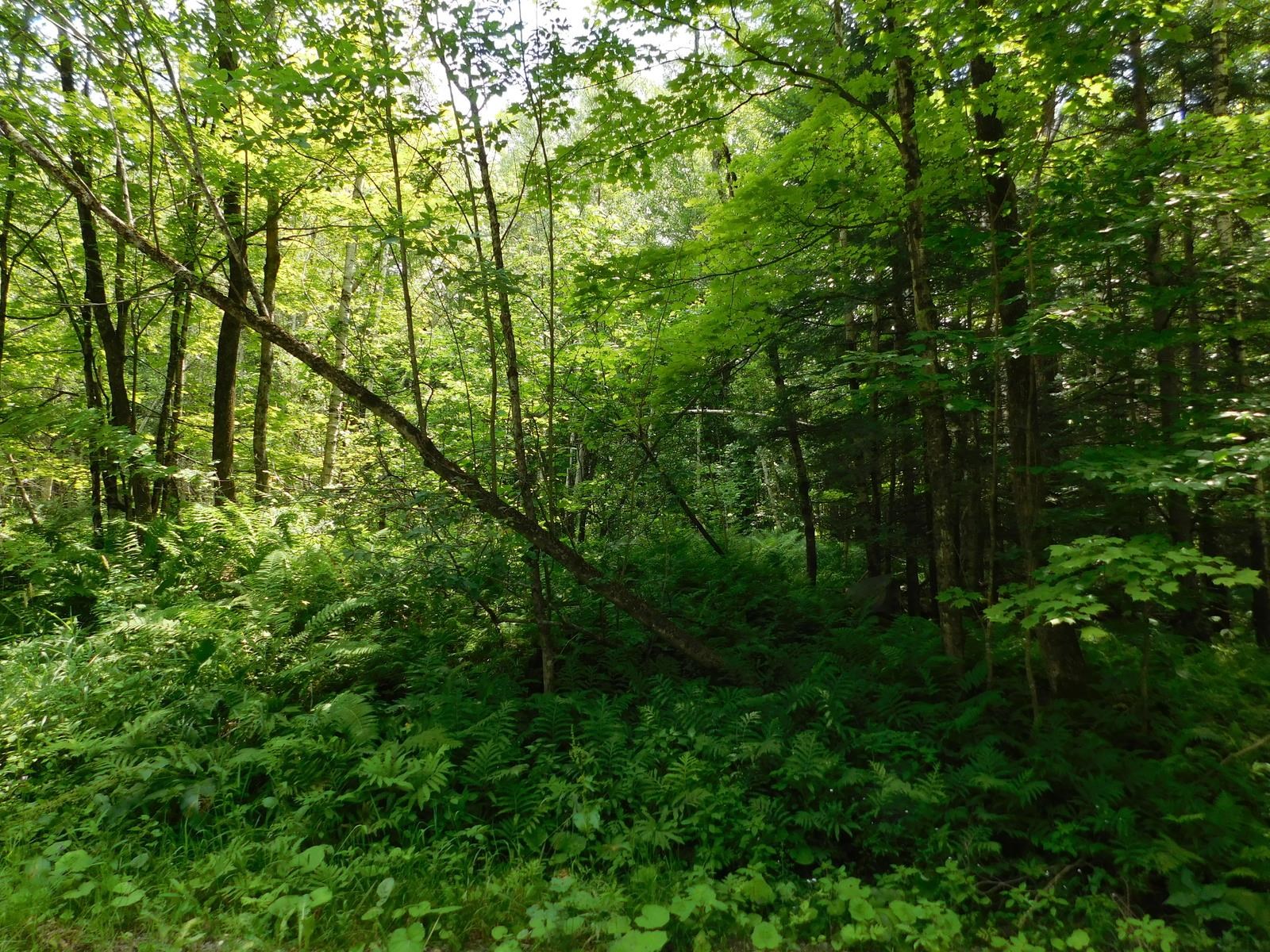 0 Amidon Road Montgomery Center, VT 05471 - Photo 14 of 31 Gallery Image 14