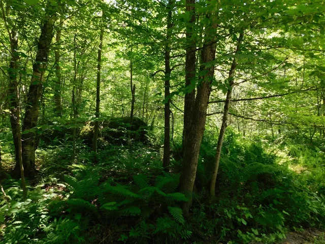 $219,900 | 0 Amidon Road, Montgomery Center, VT 05471