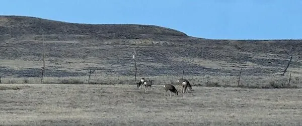 $489,900 | 22 Pioneer Road, Buffalo, WY 82834