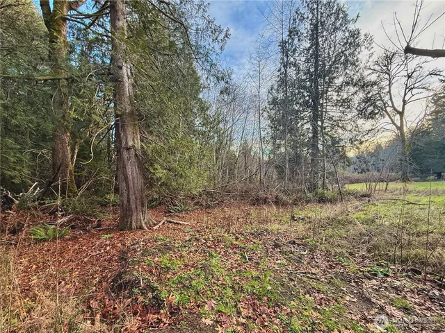 a view of a yard with a tree