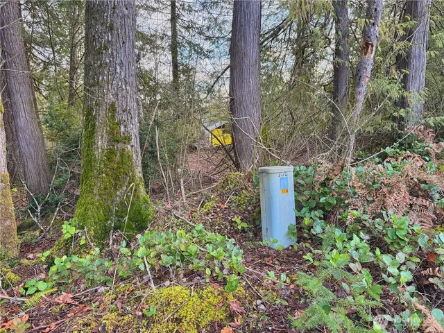 a view of a forest with trees