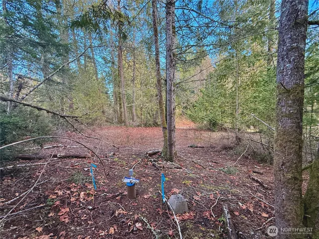 a view of a forest with trees in the background