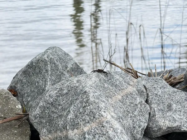 $699,900 | 213 Ashmont Drive, Wando, SC 29492