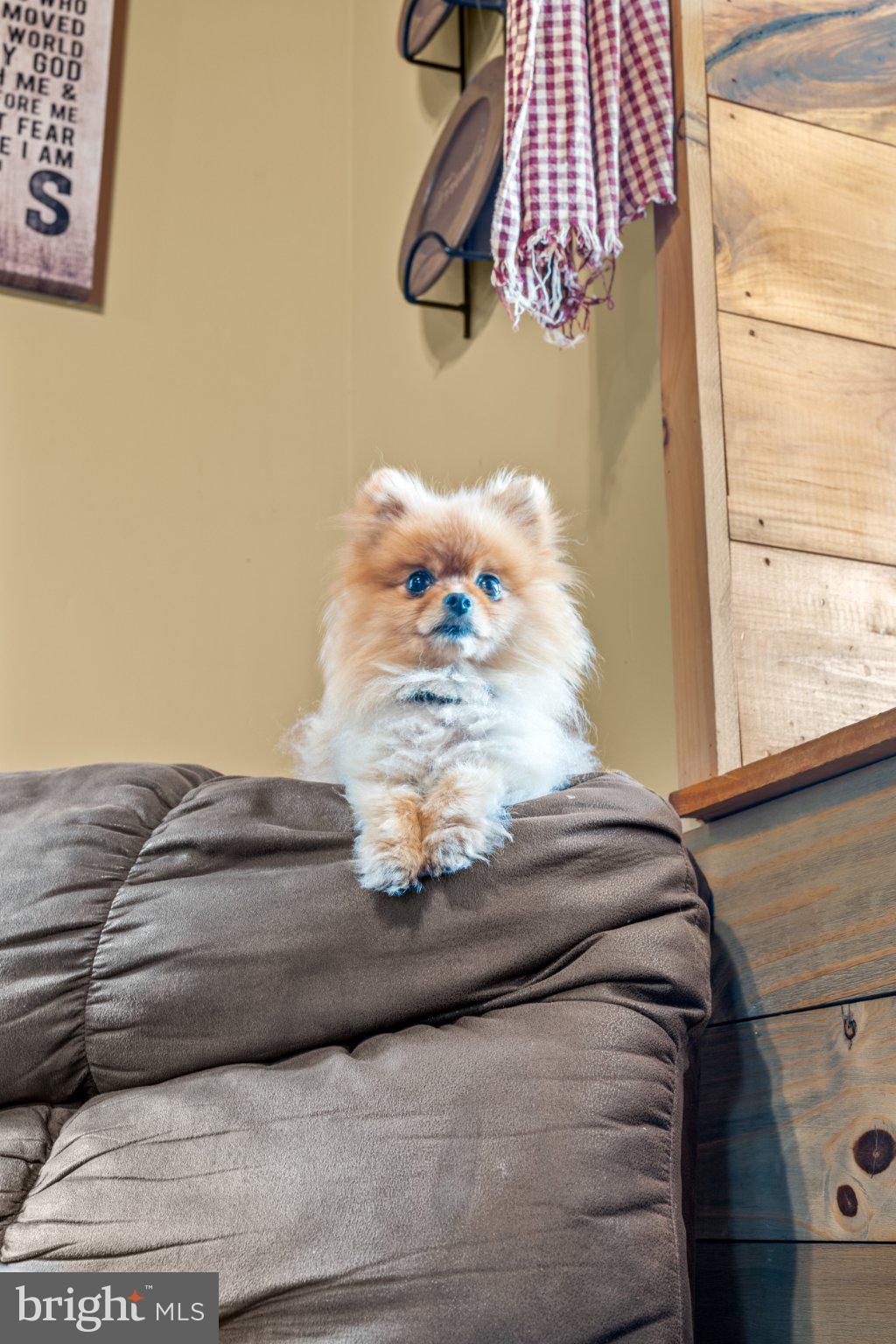 901 Mt Hope Road McVeytown, PA 17051 - Photo 19 of 44 Proud pup perched in cozy corner.