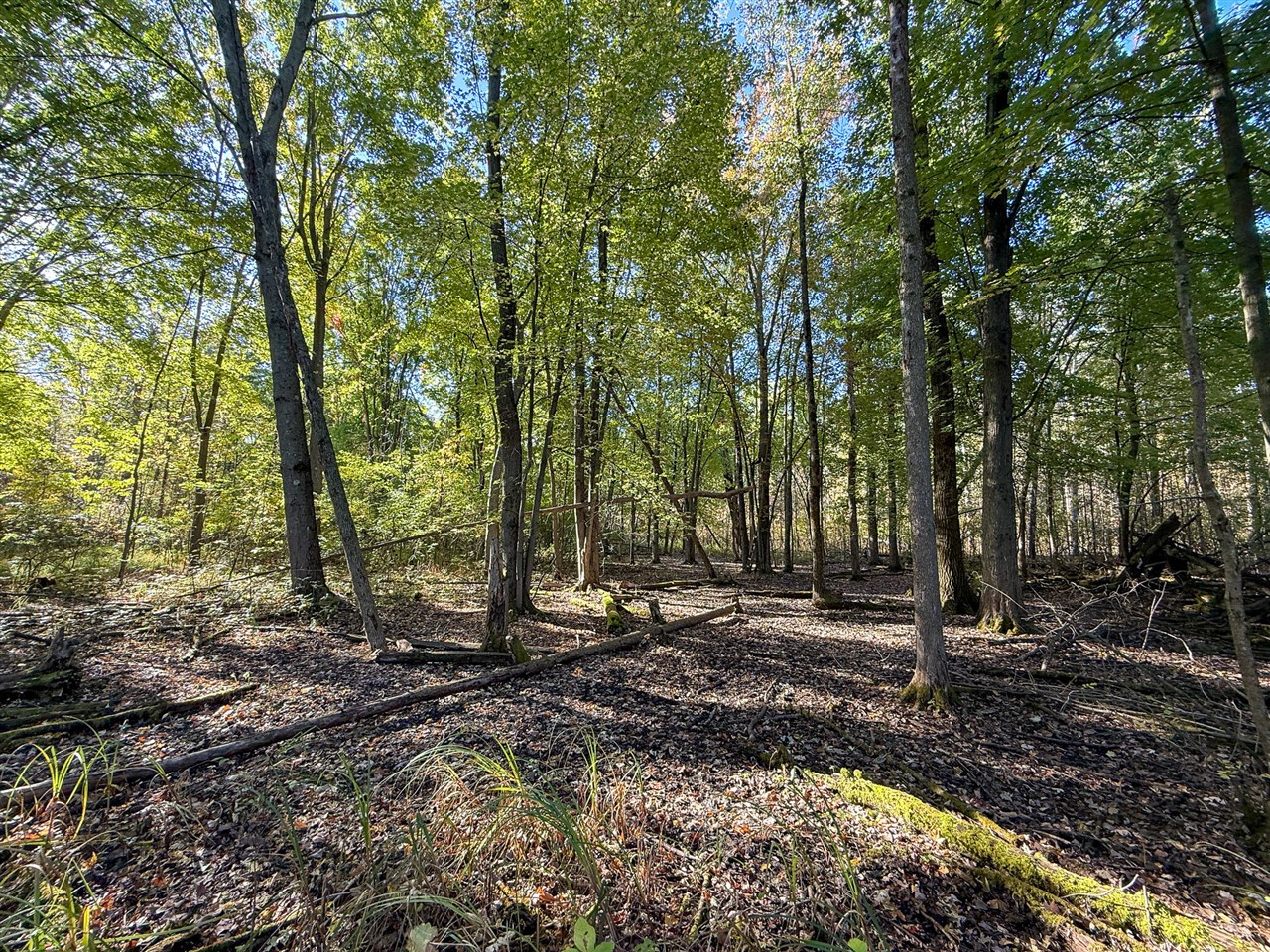 7710 21 Mile Road Sand Lake, MI 49343 - Photo 3 of 13 Gallery Image 3