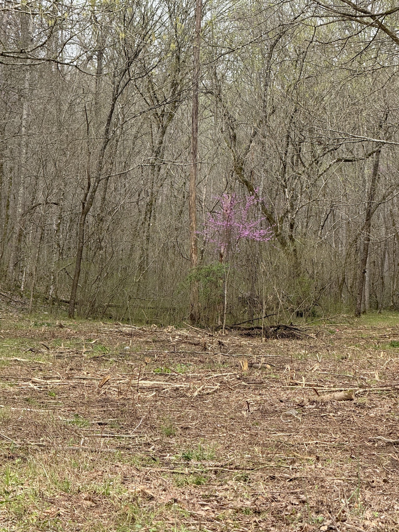 0 Lowery Cemetery Road Cumberland City, TN 37050 - Photo 5 of 12 Gallery Image 5
