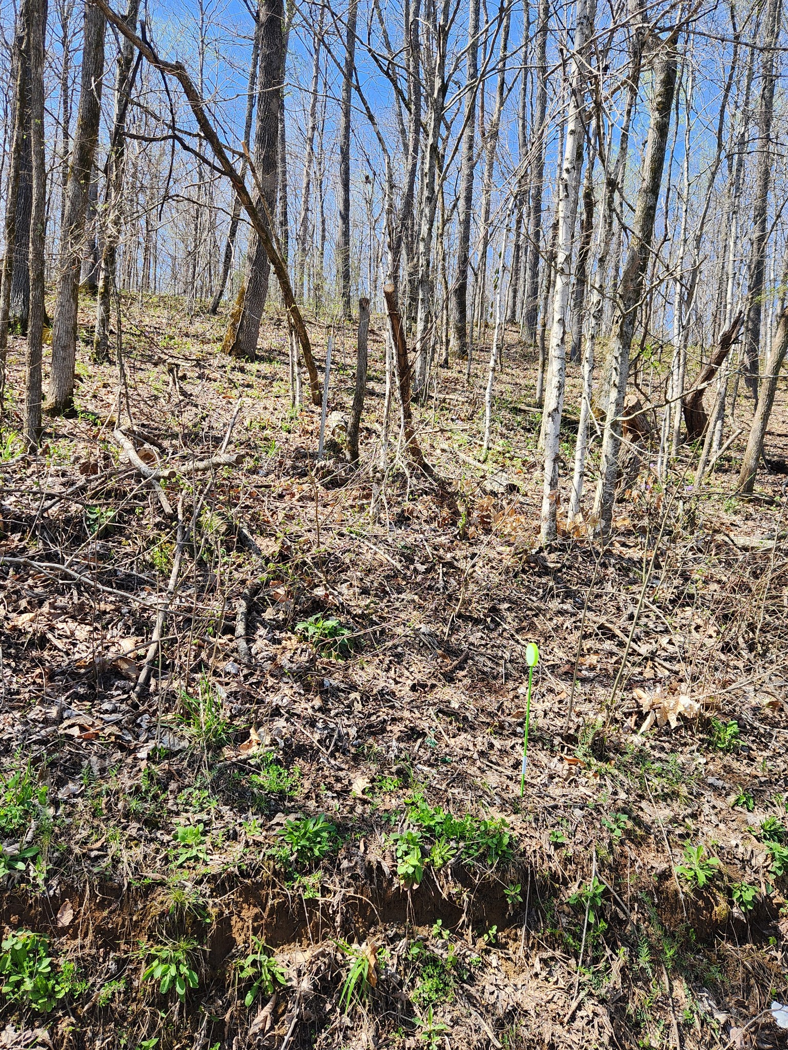 0 Lowery Cemetery Road Cumberland City, TN 37050 - Photo 7 of 12 Gallery Image 7