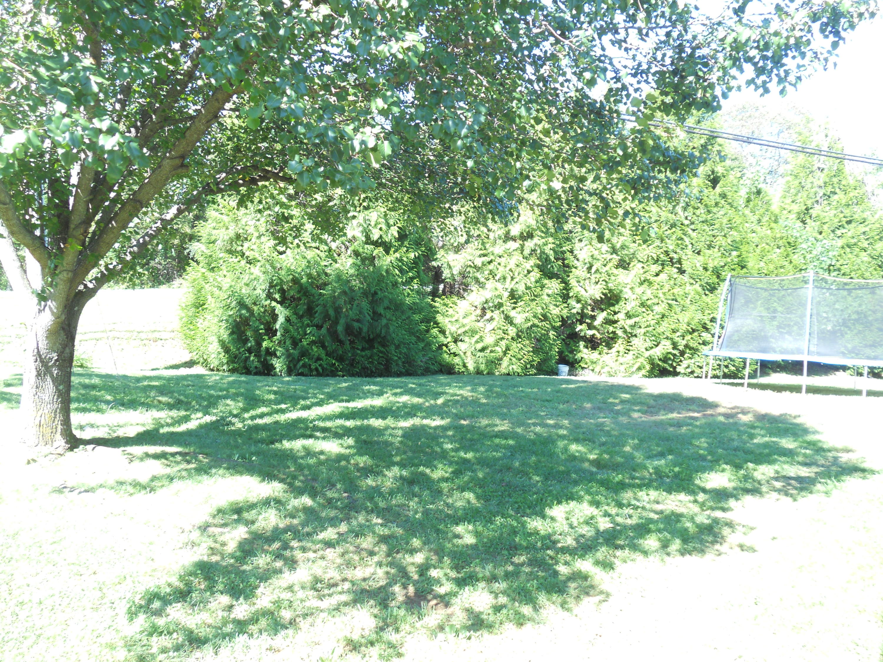 1504 Turner Branch Road Goodview, VA 24095 - Photo 61 of 64 a view of a yard with a tree
