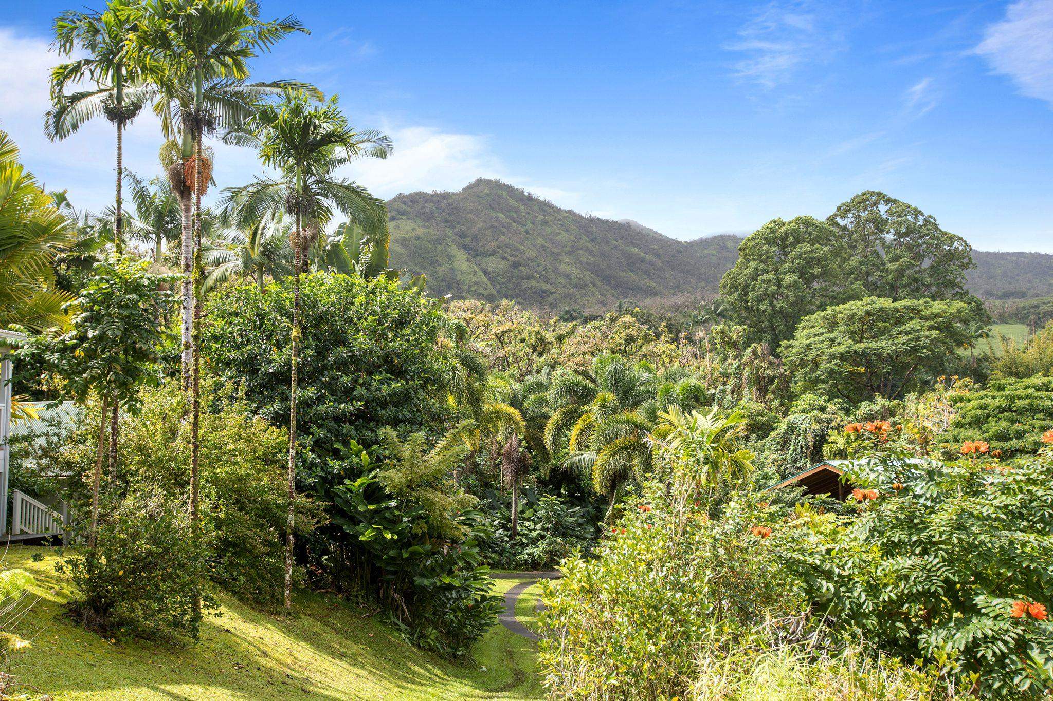 285 Kalo Road Hana, HI 96713 - Photo 2 of 36 a view of a bunch of trees and bushes