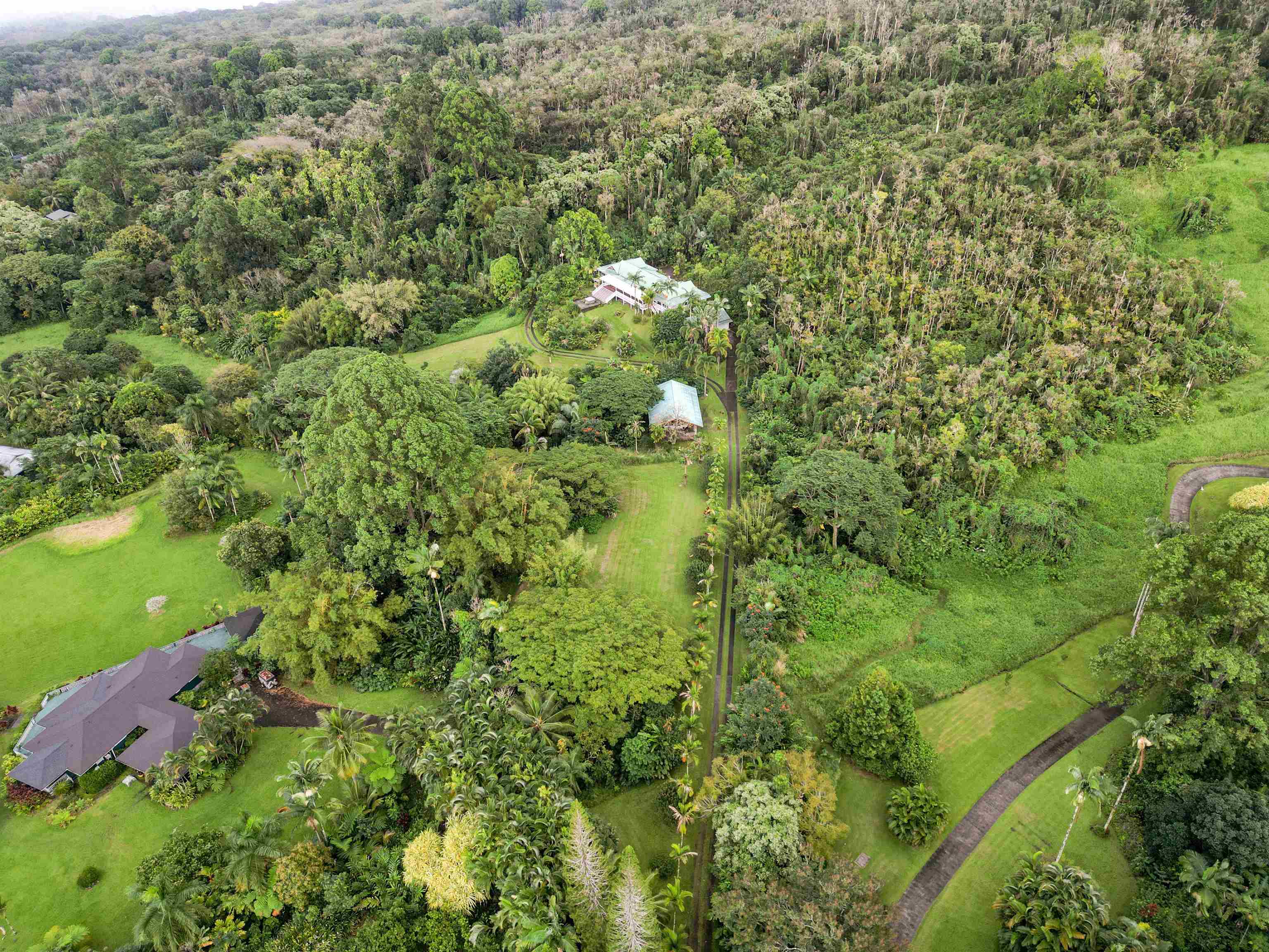 285 Kalo Road Hana, HI 96713 - Photo 33 of 36 a view of a yard with plants and large trees