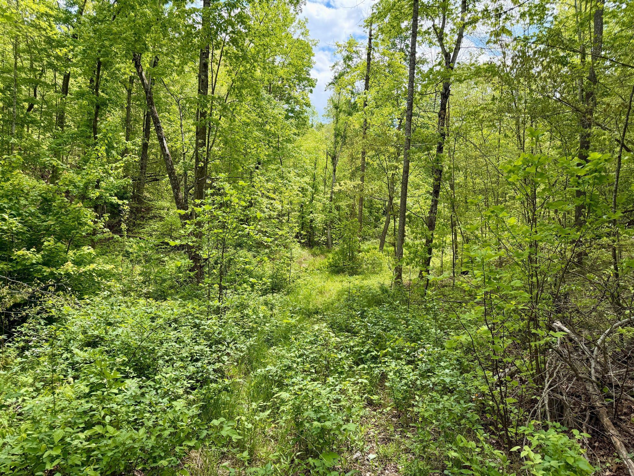 100 A Open Fork Road Morehead, KY 40351 - Photo 22 of 75 Hollow Area