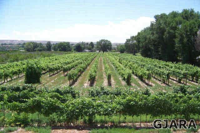 3581 G Road Palisade, CO 81526 - Photo 32 of 41 a view of a garden