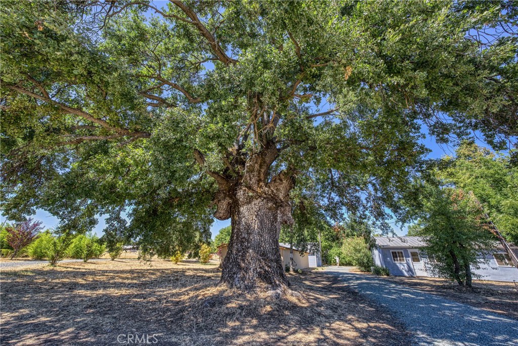 1980 Big Valley Road Lakeport, CA 95453 - Photo 30 of 56 a picture of tree