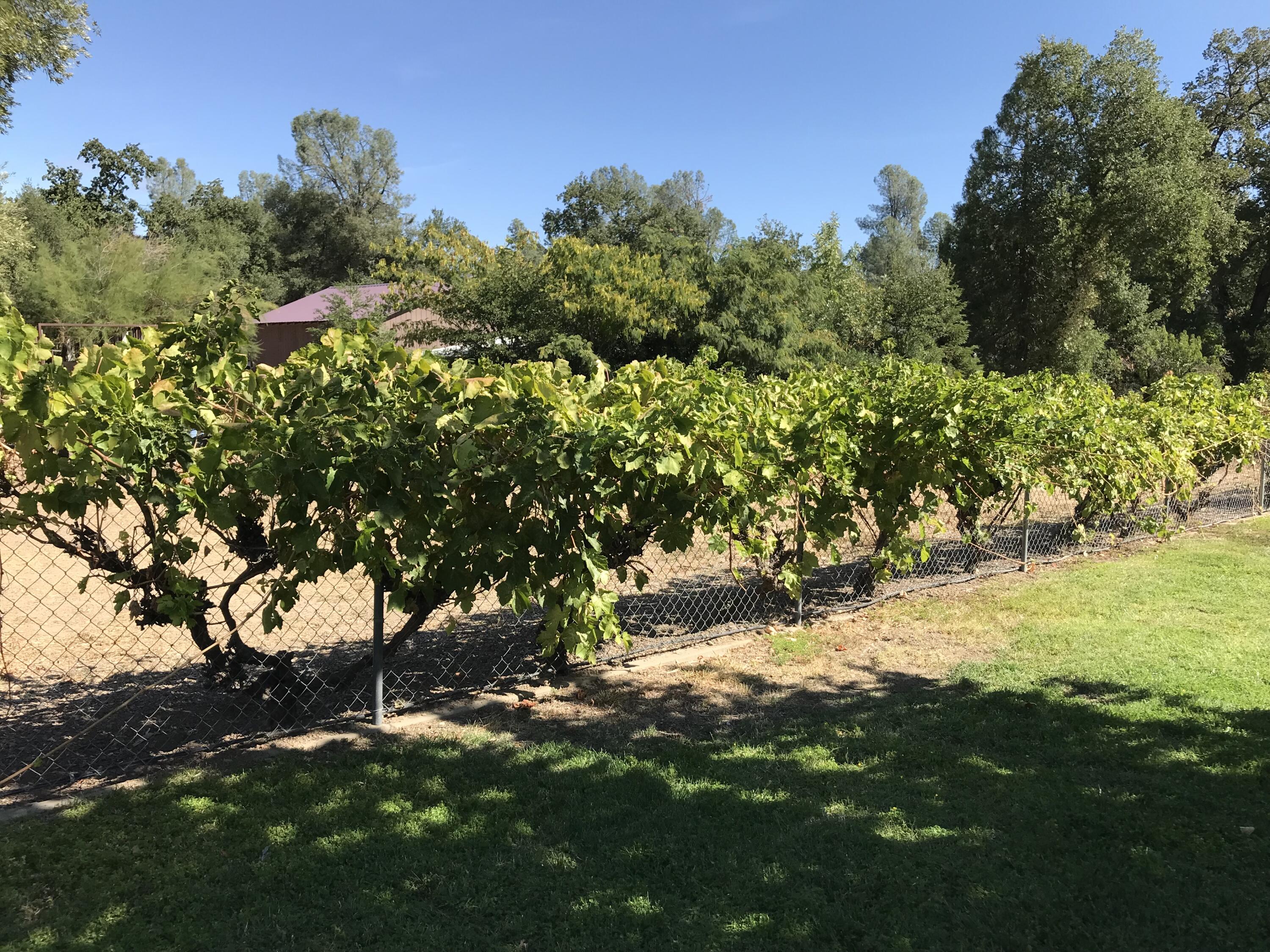 21990 Stone Meadows Road Palo Cedro, CA 96073 - Photo 8 of 26 Grape vines