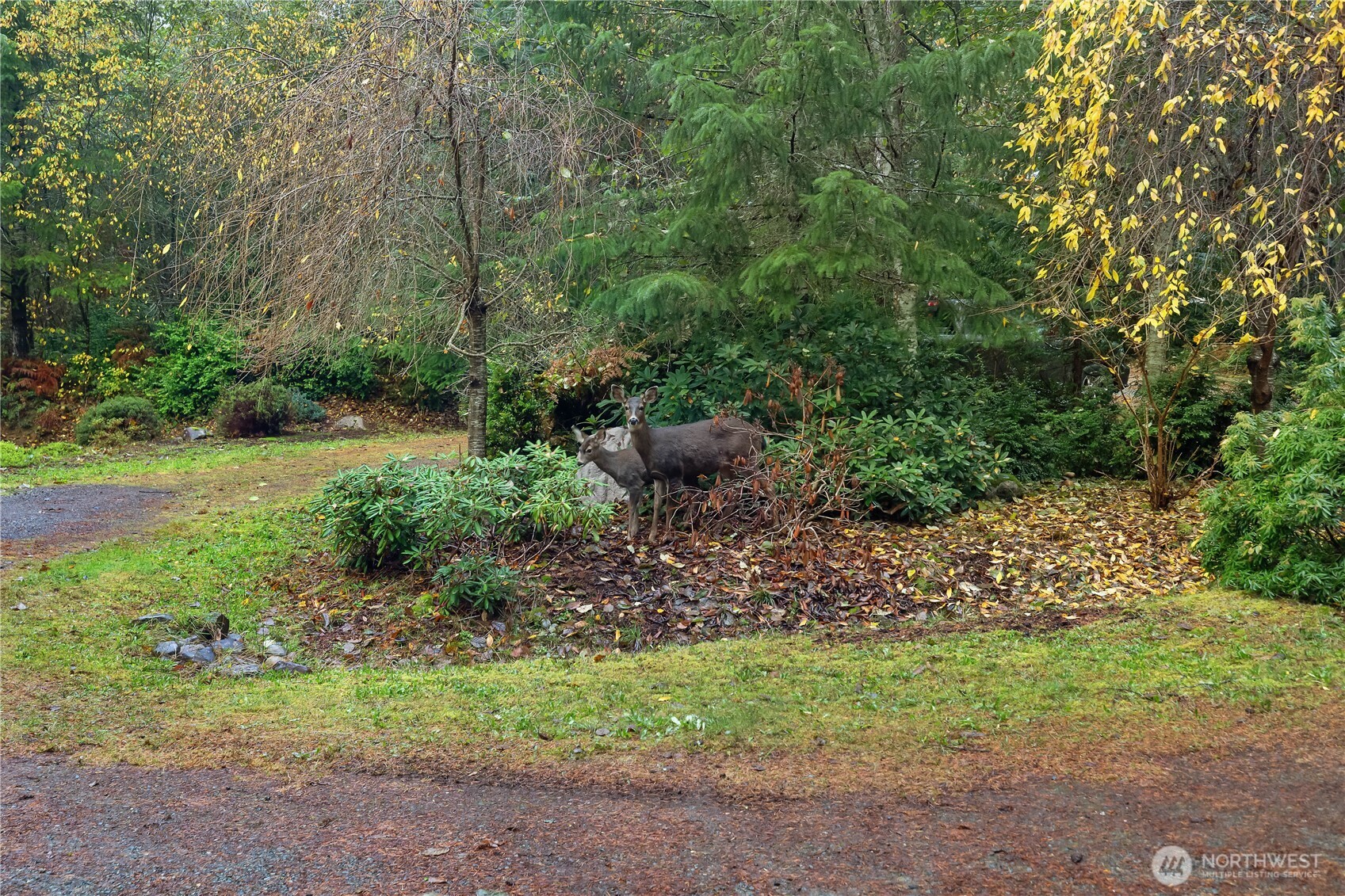 2261 East Phillips Lake Loop Road Shelton, WA 98584 - Photo 30 of 37 a view of a park with large trees