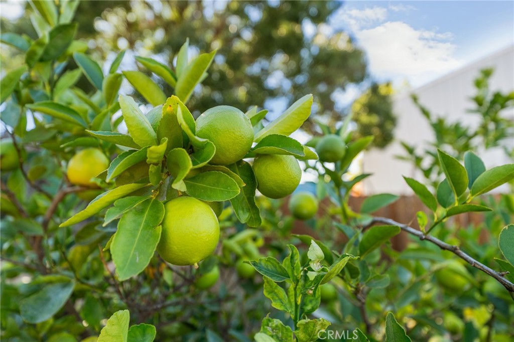 13346 Rimview Court Yucaipa, CA 92399 - Photo 53 of 60 a view of a tree