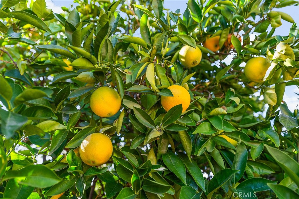 13346 Rimview Court Yucaipa, CA 92399 - Photo 54 of 60 a view of a plant in a garden