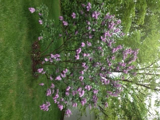 2389 Olds Road Metamora, MI 48455 - Photo 27 of 31 lilac.jpg