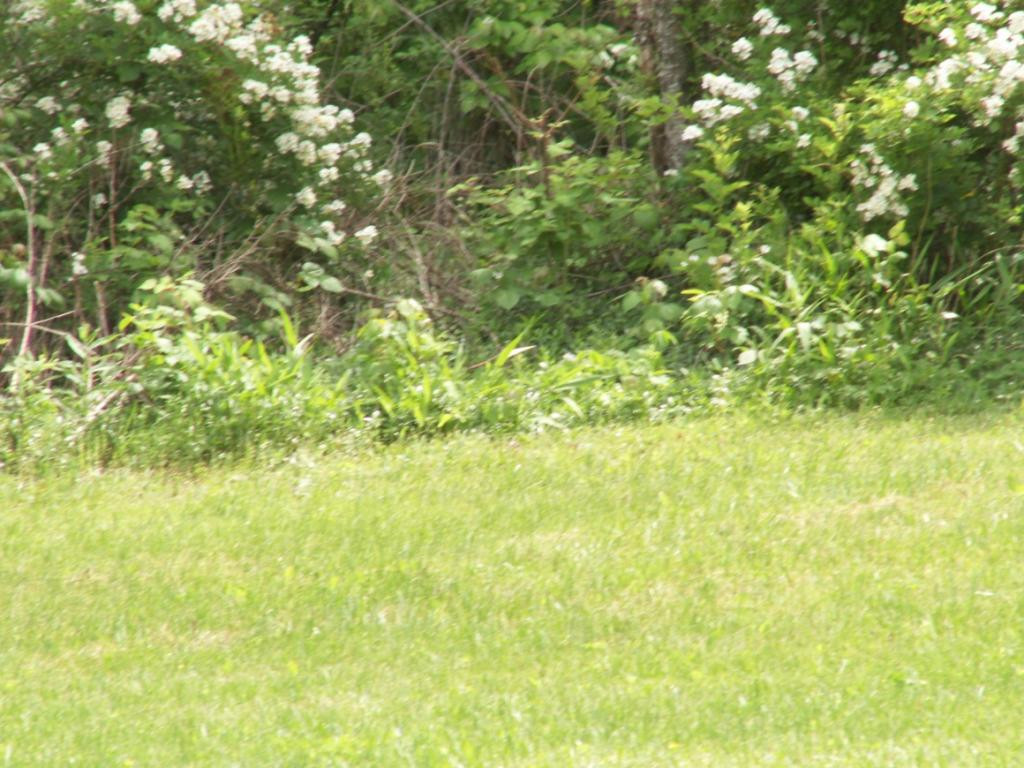 Tbd K And R Road, Unit 3 Butler, TN 37640 - Photo 14 of 14 LANDSCAPED BY NATURE