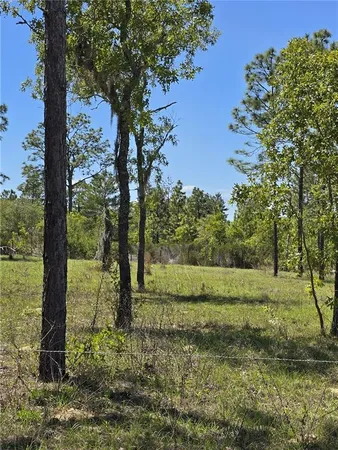 a view of a yard with large trees