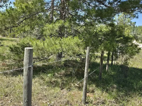 a view of a forest