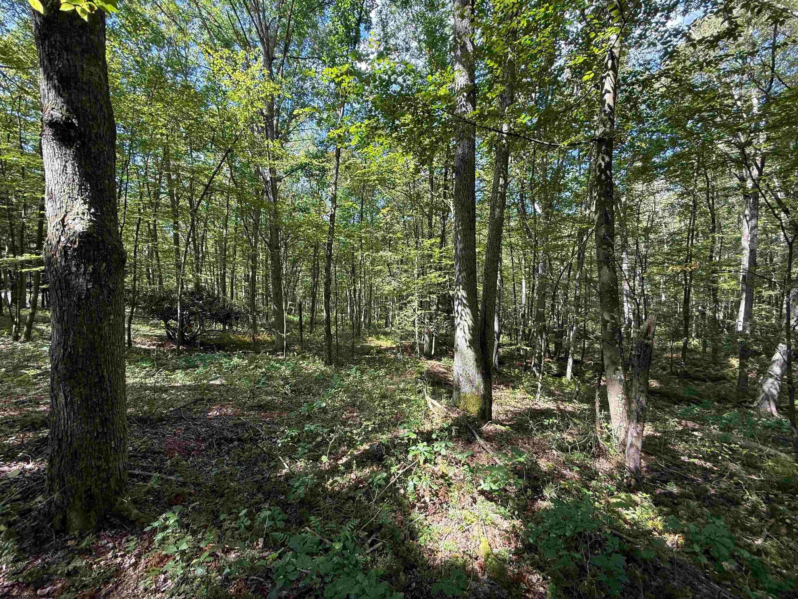 Lot 17 Spring Hill Albright, WV 26519 - Photo 22 of 24 Gallery Image 22