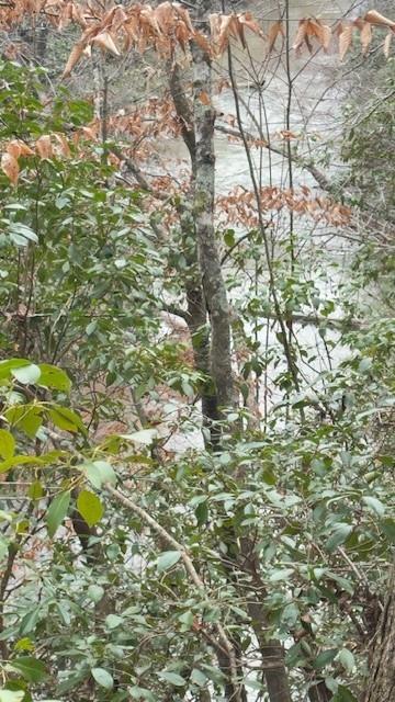 -lot1 North Helton Road Winston, GA 30187 - Photo 4 of 4 a close up of a plant