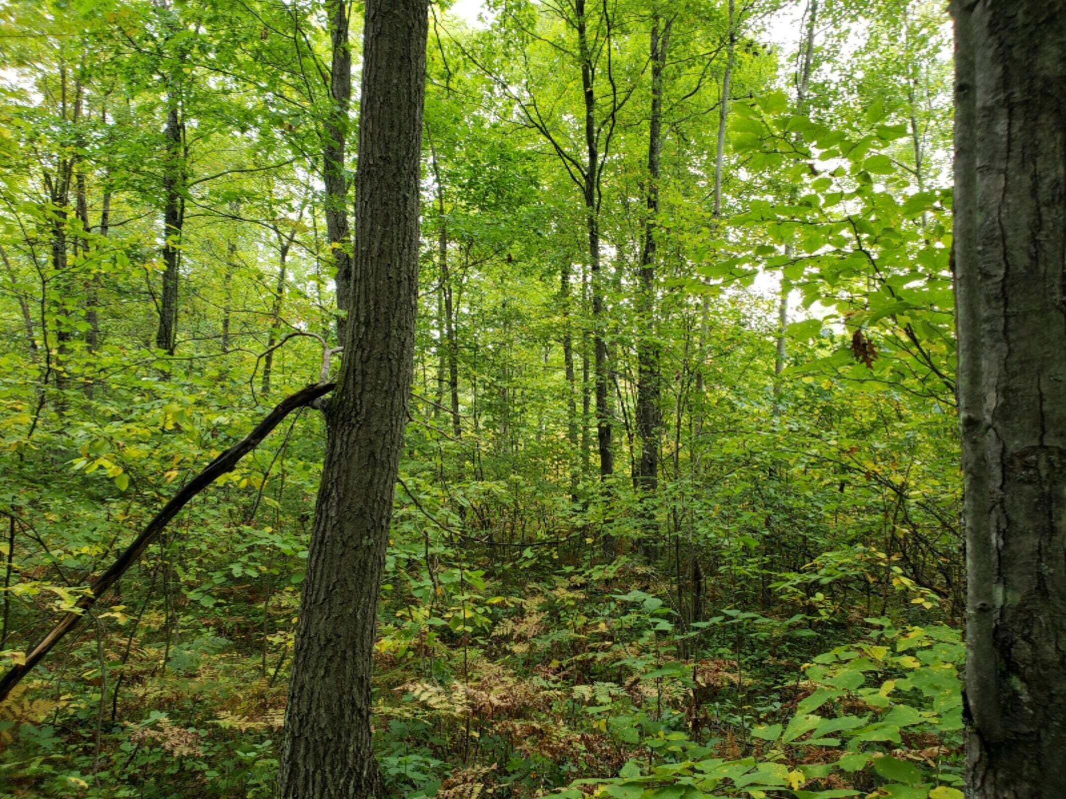 V/l Lakola Road Leroy, MI 49655 - Photo 3 of 12 20220330075902482699000000-o (1)