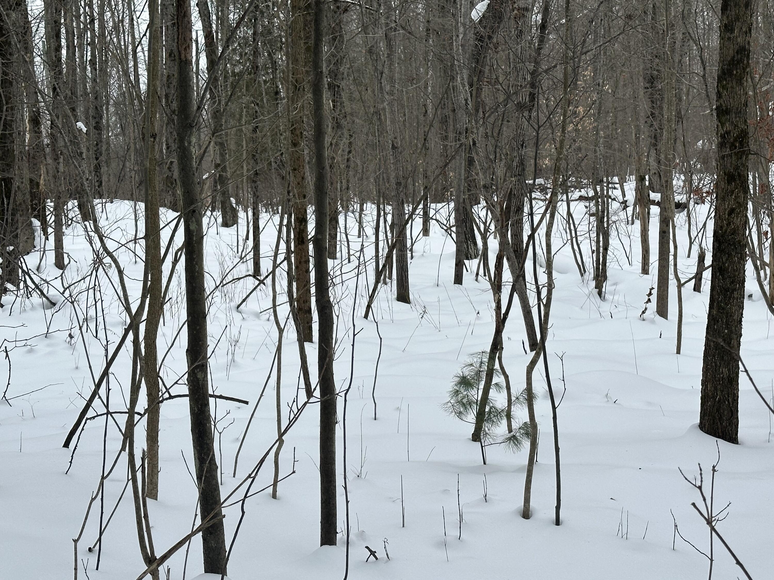 V/l Lakola Road Leroy, MI 49655 - Photo 10 of 12 IMG_2827