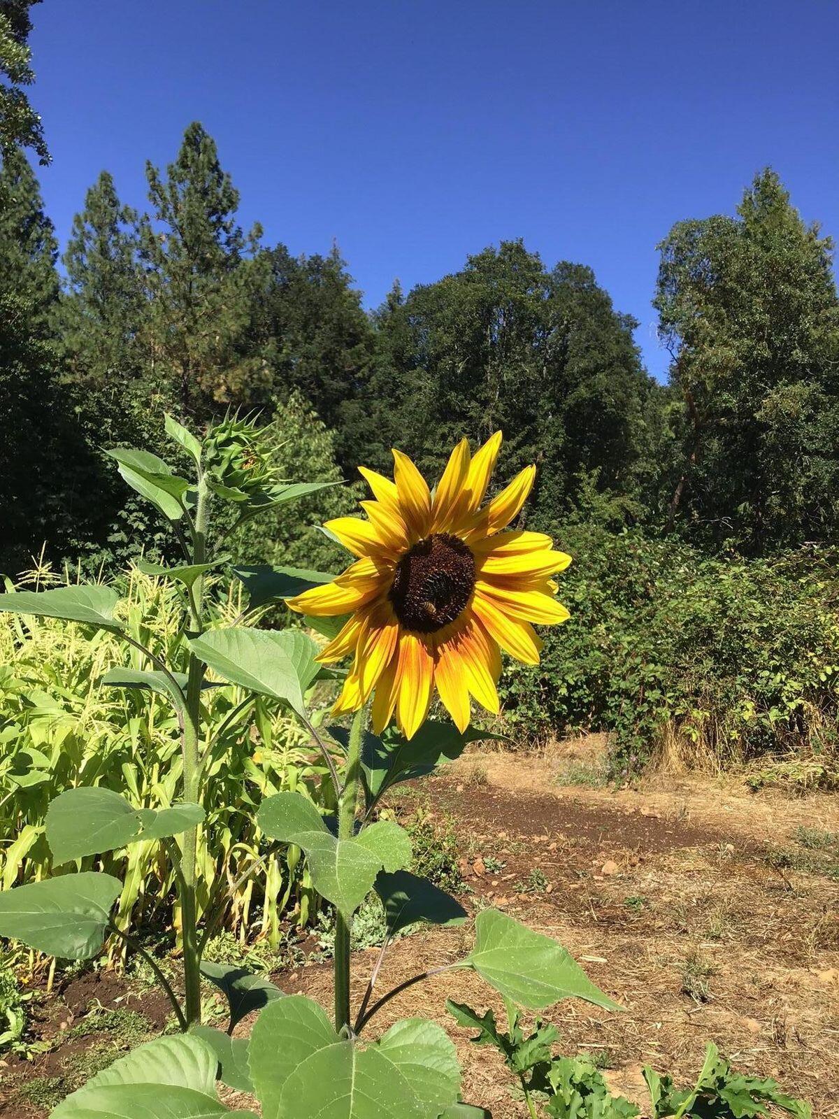 200 Humphrey Addition Road Glendale, OR 97442 - Photo 11 of 21 20241004210409522196000000-o