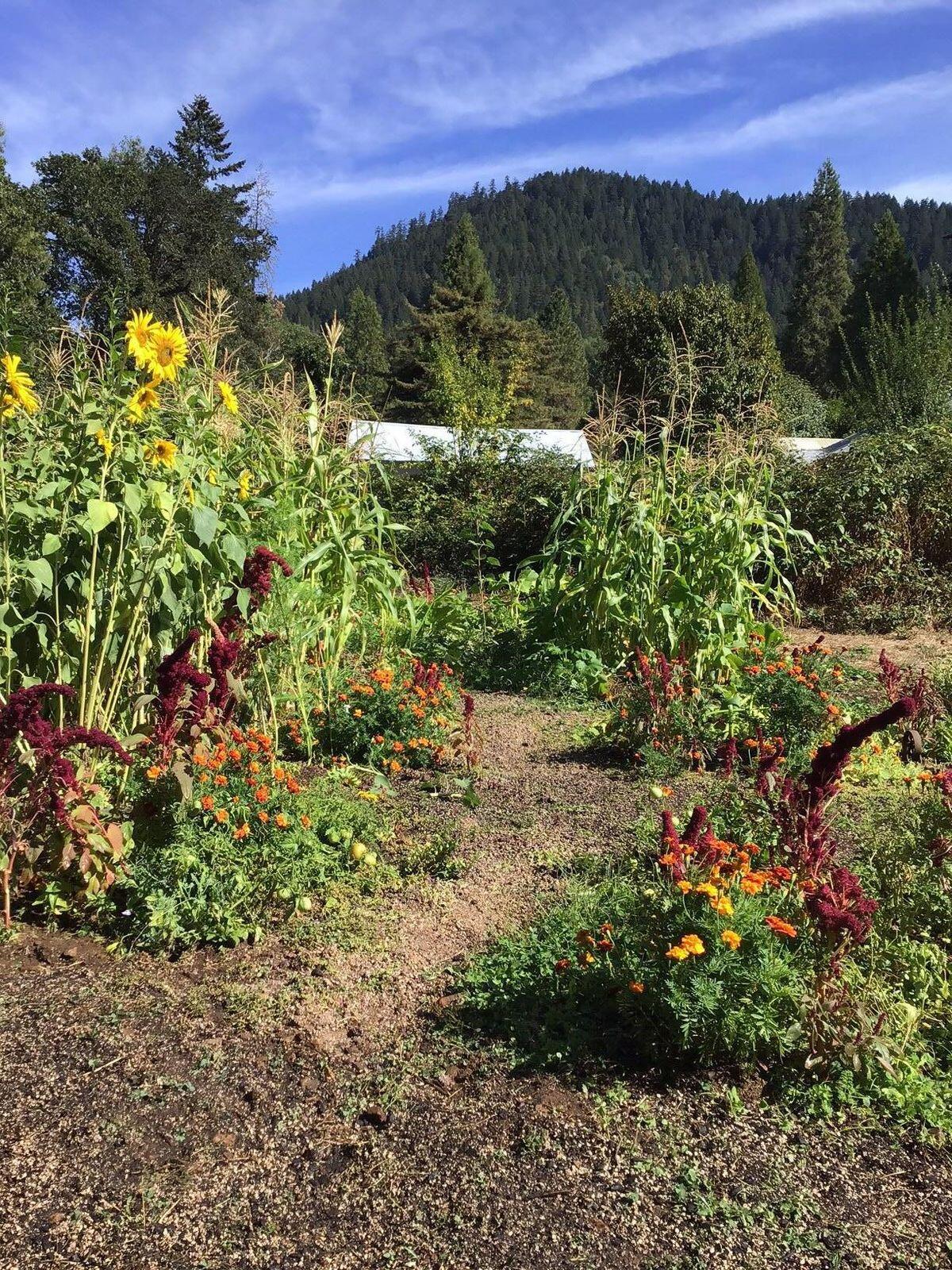 200 Humphrey Addition Road Glendale, OR 97442 - Photo 10 of 21 20241004210329134274000000-o