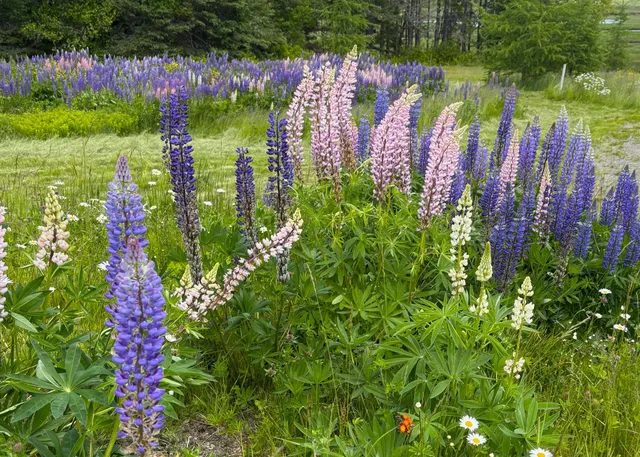 $120,000 | Lot 20.1 Smokehouse Road, Lubec, ME 04652