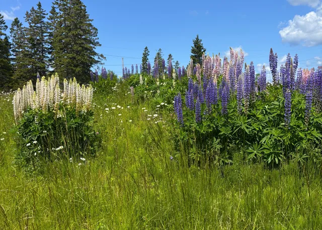 $120,000 | Lot 20.1 Smokehouse Road, Lubec, ME 04652