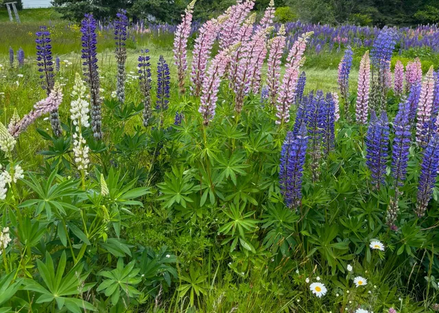 $120,000 | Lot 20.1 Smokehouse Road, Lubec, ME 04652