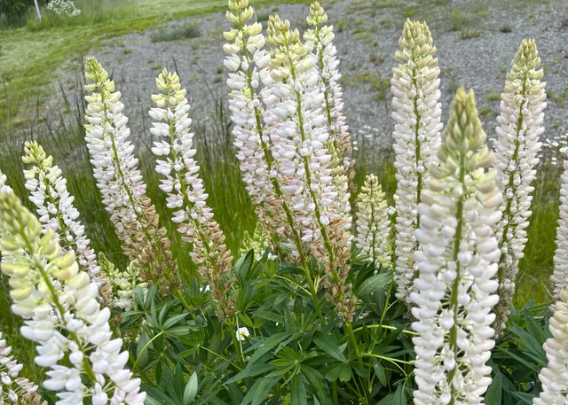 $120,000 | Lot 20.1 Smokehouse Road, Lubec, ME 04652