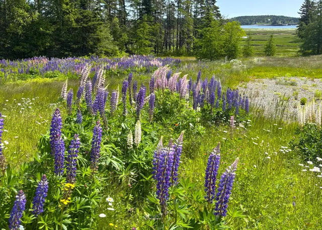 $120,000 | Lot 20.1 Smokehouse Road, Lubec, ME 04652