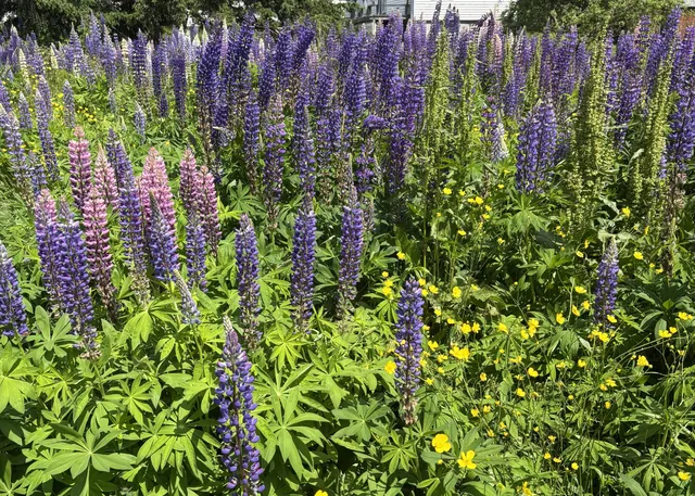 $120,000 | Lot 20.1 Smokehouse Road, Lubec, ME 04652