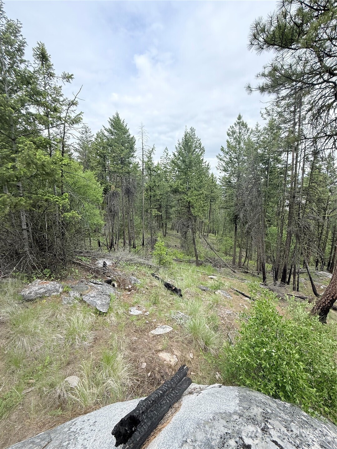 0 Broken Spoke Road Tonasket, WA 98855 - Photo 15 of 39 a view of a forest with trees in the background