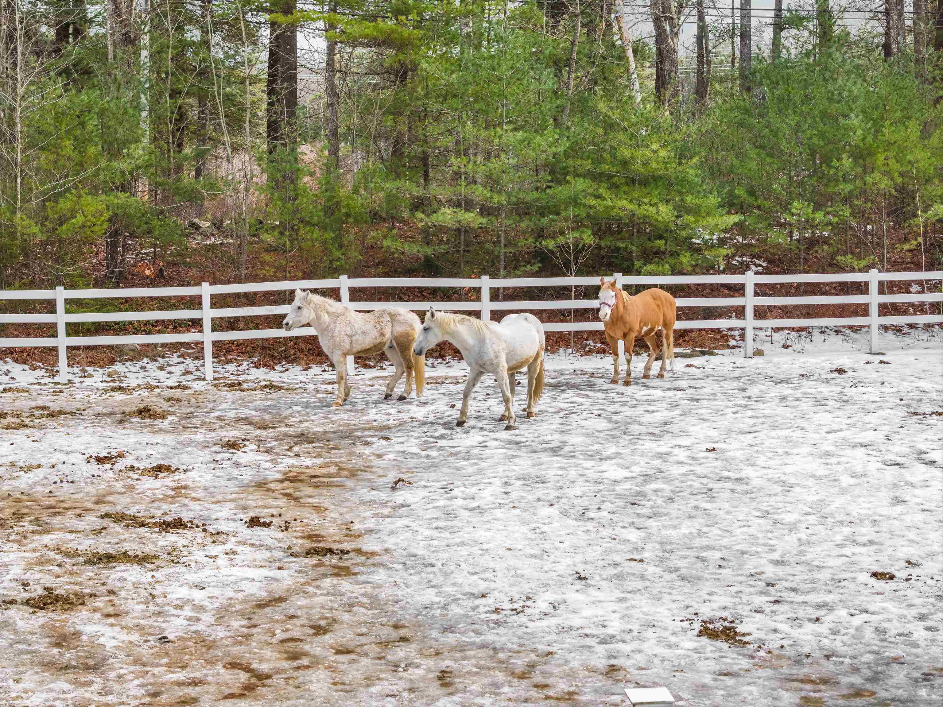 417 Candia Road Chester, NH 03036 - Photo 48 of 54