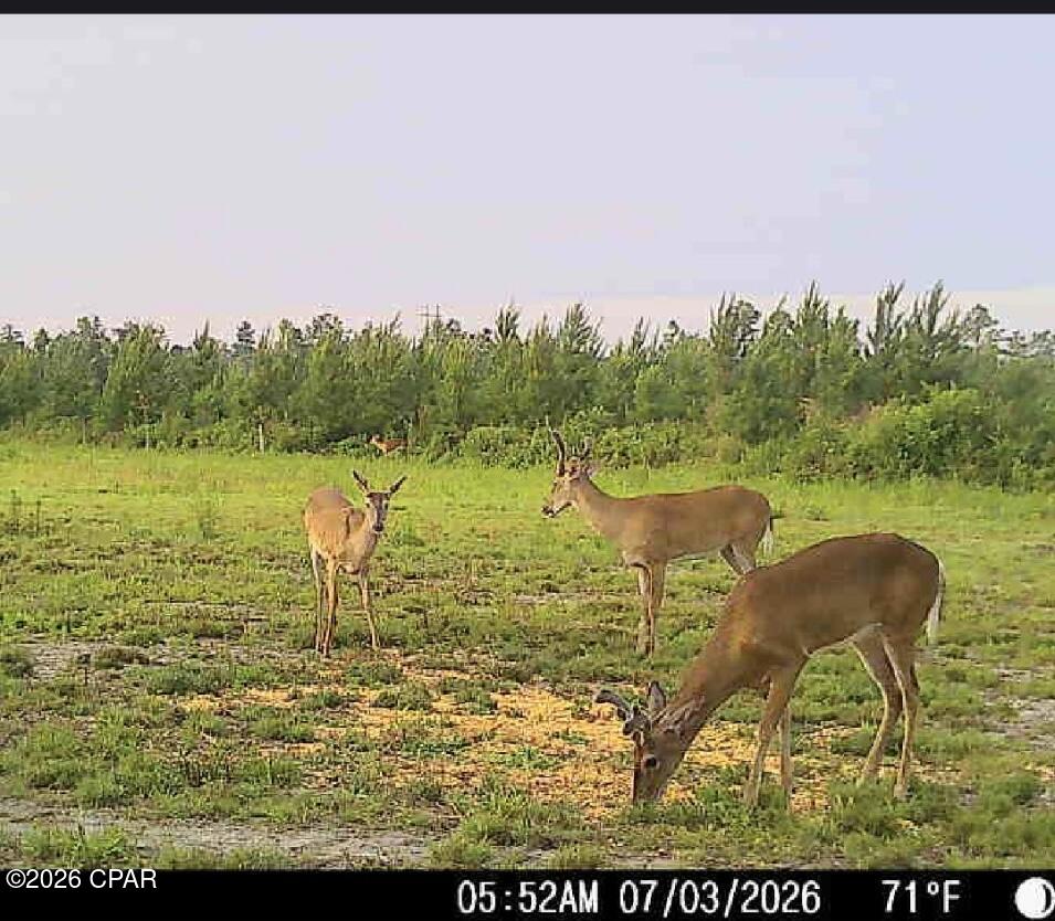 Tbd Sinai Road Sneads, FL 32460 - Photo 26 of 29 Gallery Image 26