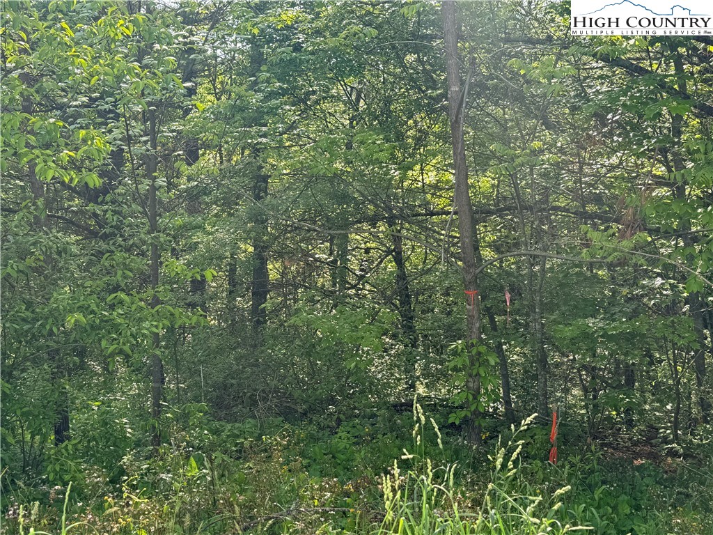 Holly Ridge Road West Jefferson, NC 28694 - Photo 12 of 14 Gallery Image 12