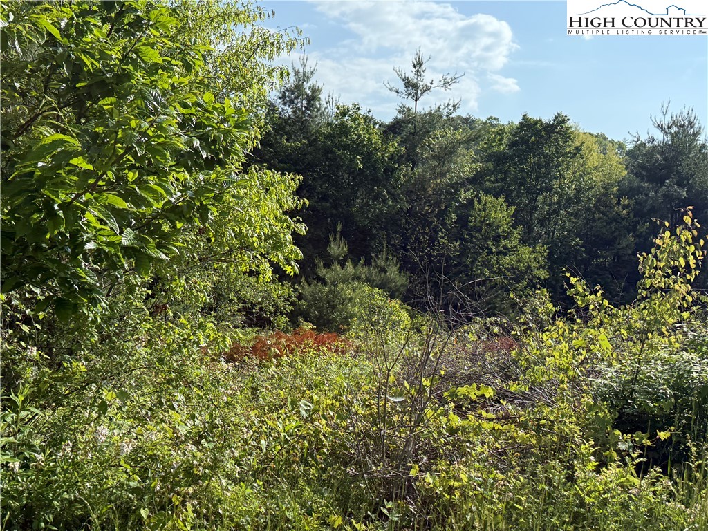 Holly Ridge Road West Jefferson, NC 28694 - Photo 4 of 14 Gallery Image 4